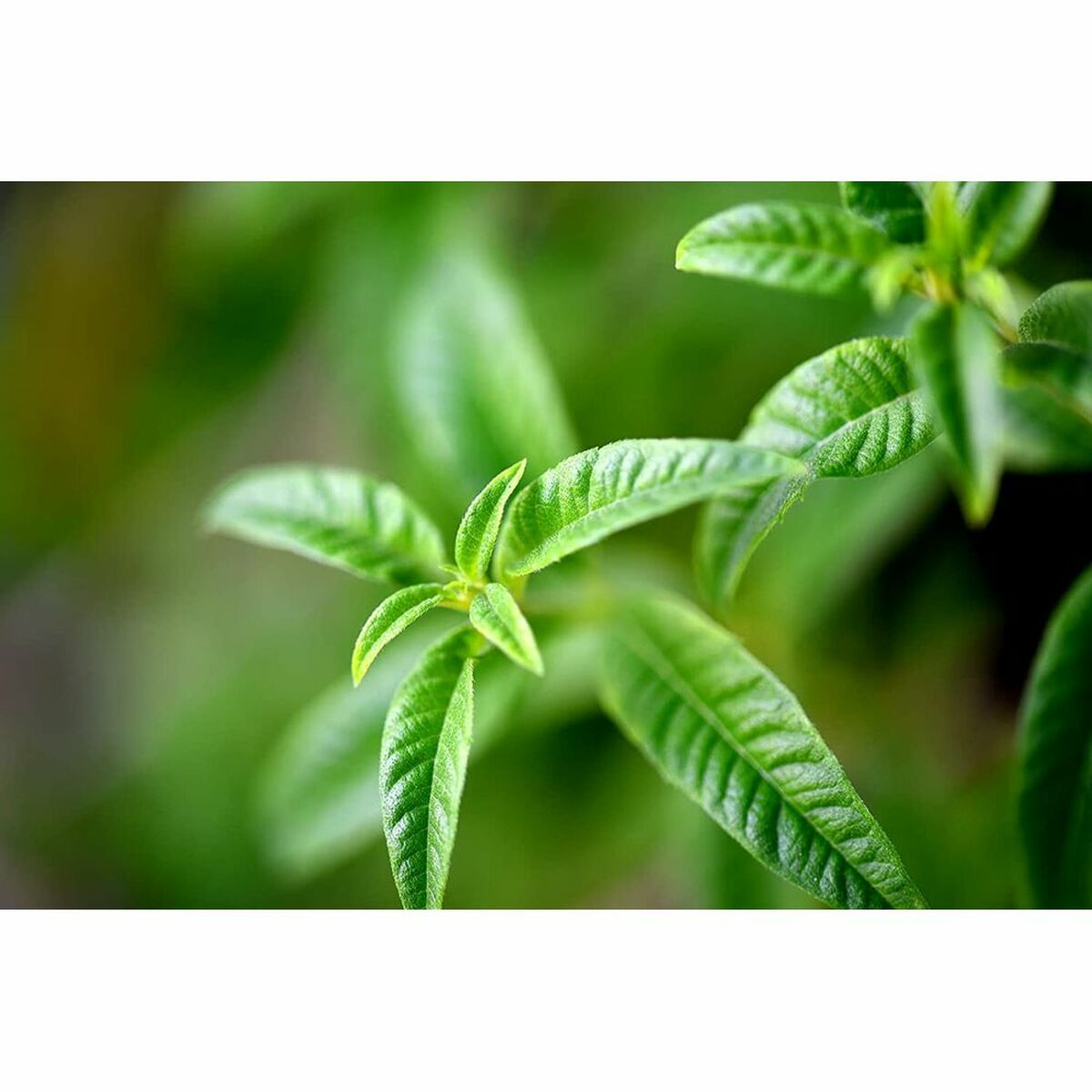 L'Occitane Verveine Edt Spray  100 ml